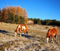 Zvieratá v ubytovaní bed & breakfast alebo blízkom okolí