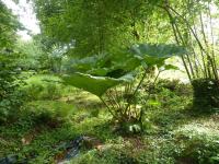 a large green plant in the middle of a garden at Charming holiday home with garden in Huelgoat