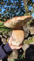 a person holding a large mushroom in their hand at La chambre d&#39;hôte du Petit Mazilloux in Présailles