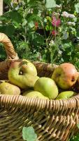 a basket filled with pomegranuts in a garden at La chambre d&#39;hôte du Petit Mazilloux in Présailles