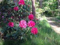 a bush of pink flowers in a garden at Tranquil bungalow in Lille with garden in Lille