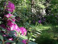 a garden with pink flowers and green plants at Tranquil bungalow in Lille with garden in Lille