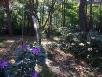 a garden with purple flowers in the woods at Tranquil bungalow in Lille with garden in Lille