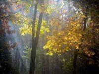 a misty forest with autumn leaves and trees at Tranquil bungalow in Lille with garden in Lille