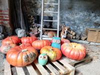 a dog sitting next to a bunch of pumpkins at Les Bessonnes in Saint-Georges-Haute-Ville