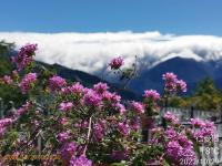 a bunch of pink flowers with mountains in the background at Naluwan Villa in Ren&#39;ai