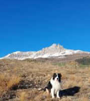 a black and white dog sitting in a field with a mountain at Le Piolit in Prunières