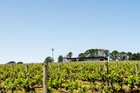 Un campo de viñas con un autobús al fondo en Beresford Estate, en McLaren Flat