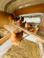 a group of chickens eating hay in a barn at Gite du Moulin in Saint-Laurent-dʼAndenay