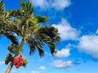 a palm tree with a bunch of fruit on it at Kenting Summerland Garden Resort in Eluan