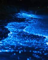 un grupo de luces azules en el agua por la noche en Rashuthere Maldives, en Rasdu