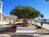 a white bench next to a tree on a street at Apartamento Cerezo Beach in Xilxes