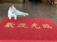 a white cat laying on a red rug with chinese writing at 墾丁大街Kenting Night Market-福賓別館 Fu Bin Inn in Kenting