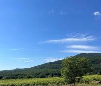 a tree in the middle of a field with a mountain at SAS La perle d&#39;alsace in Bernardswiller