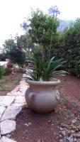 A garden outside VILLA TREROSE by Trerose Properties - Villa centrale con wi-fi e posto auto privato gratuiti