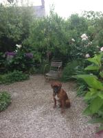 a small brown dog sitting in the middle of a garden at Logis Saint-Léonard in Honfleur