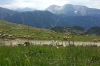 a herd of sheep grazing in a field with mountains at Charmant T2 proche des pistes superbe vue in Chamrousse