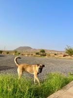 Domáce zviera alebo zvieratá hostí v ubytovaní Tranquila casa rural en el centro de Fuerteventura