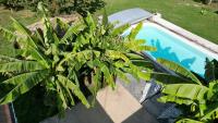 a plant sitting next to a swimming pool at La paillote idyllique in Faverolles-sur-Cher