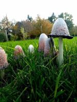 Ogród w obiekcie Calme et sérénité au gîte des hortensias
