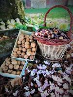 Ogród w obiekcie Calme et sérénité au gîte des hortensias