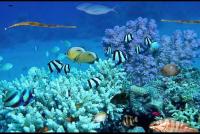 eine Gruppe von Fischen, die um ein Korallenriff schwimmen in der Unterkunft Eilat Charming Studio-Balcony in Eilat