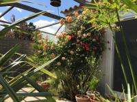 Vonkajšia záhrada v ubytovaní La Villa Vaihéré en Camargue, l'Hibiscus et le Magnolia