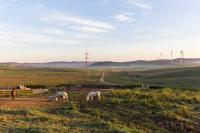 two white horses grazing in a field with a fence at Casa La Siesta in Vejer de la Frontera