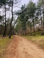 a dirt road in the middle of a forest at Appartement A confortable et lumineux in Neufchâtel-Hardelot