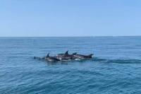 a group of dolphins swimming in the water at Hébergement insolite studio Grau du Roi Mas des Marines Piscine in Le Grau-du-Roi