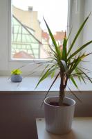 a potted plant sitting on a table in front of a window at Bretzel &amp; Raisin - Hypercentre de Colmar in Colmar