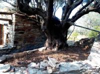 Plán poschodí v ubytovaní The Wise Olive Tree