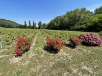 Ogród w obiekcie Chateau Talaud
