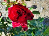 Plán poschodí v ubytovaní Casa de Las Rosas