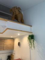 a stuffed elephant sitting on a shelf in a kitchen at Duplex Raphael- Wi-fi et parking privé in Toulon