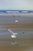 two seagulls flying on a beach near the ocean at Le Metz, Duplex, 2 Chambres in Le Touquet-Paris-Plage