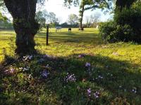 Vonkajšia záhrada v ubytovaní Maison de campagne au cœur d'un élevage de poneys connemara