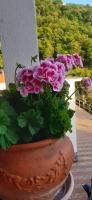 A garden outside Da Nonno Vittorio
