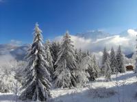 une forêt enneigée d&#39;arbres avec des montagnes en arrière-plan dans l&#39;établissement Le cocon du Bettex 1400 - Cozy Apt near Mont Blanc, à Saint-Gervais-les-Bains