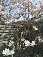 a tree with pink and white flowers in front of a fence at Logies Lily in Oudenburg