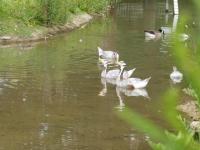 a group of ducks swimming in the water at Le Murmont in Thonnance-lès-Joinville