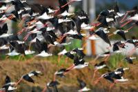 a flock of black and white birds flying in the air at He Tian Ju Villa in Jiaoxi