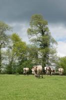 a herd of cows standing in a field at Tiny House et yourte sous les Poiriers in Domfront