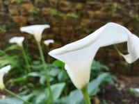 a white flower in front of a brick wall at Relais De La Tour in Callac