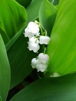 a close up of a white flower with green leaves at Relais De La Tour in Callac