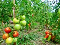 a bunch of tomatoes hanging from plants in a garden at Auberge Les Grillons in Meyras