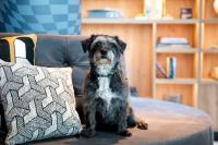 a small dog sitting on a couch with a pillow at Moxy The Hague in The Hague