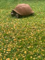 a statue of a turtle sitting in the grass at La Maison Saint Joseph in Crépy-en-Valois