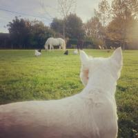 a white dog looking at horses in a field at La Ferme de Philomène - Gîte en Périgord Noir in Sainte-Foy-de-Belvès