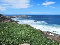 a field of flowers on the shore of the ocean at Holiday Home La Pinede - SAG171 by Interhome in Sagone